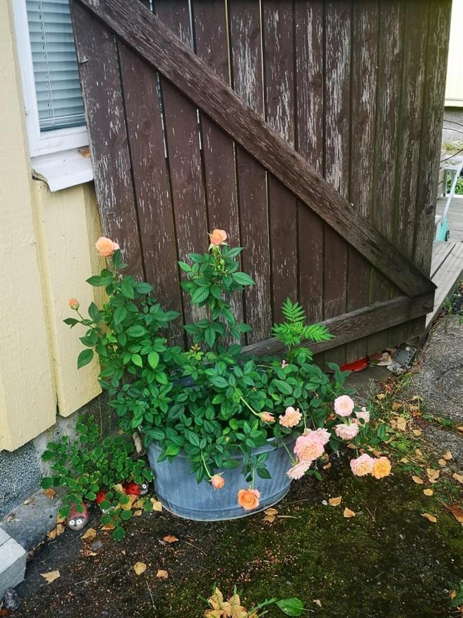 Mummon Saunamokki Leirintäalueet